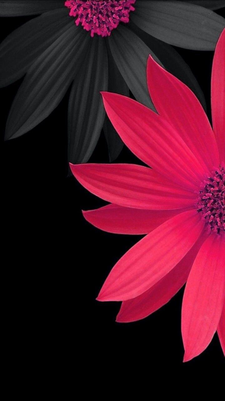 iPhone Wallpaper. Petal, Pink, Red, Flower, Plant, Black
