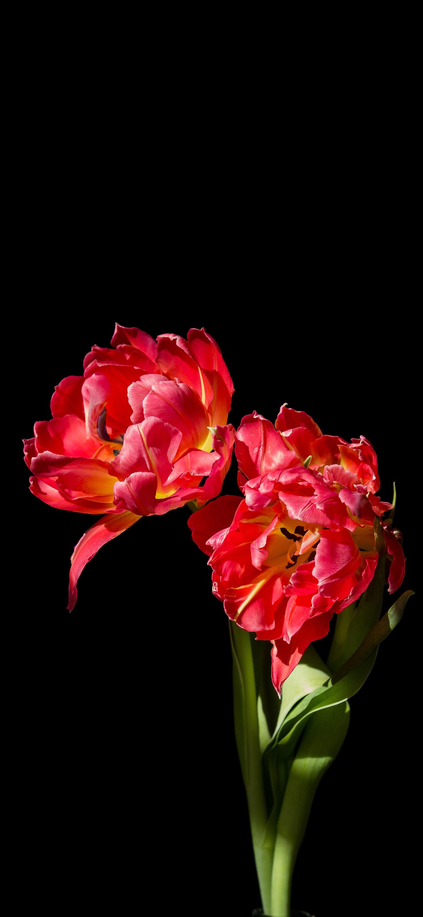 Pair of flower Amoled Wallpaper