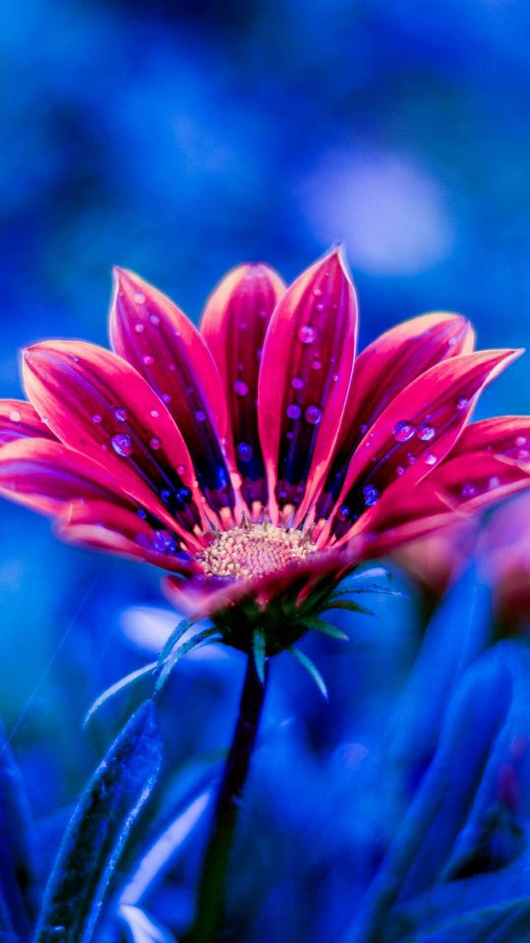 Amoled Flower HD iPhone Wallpaper Dew, Download