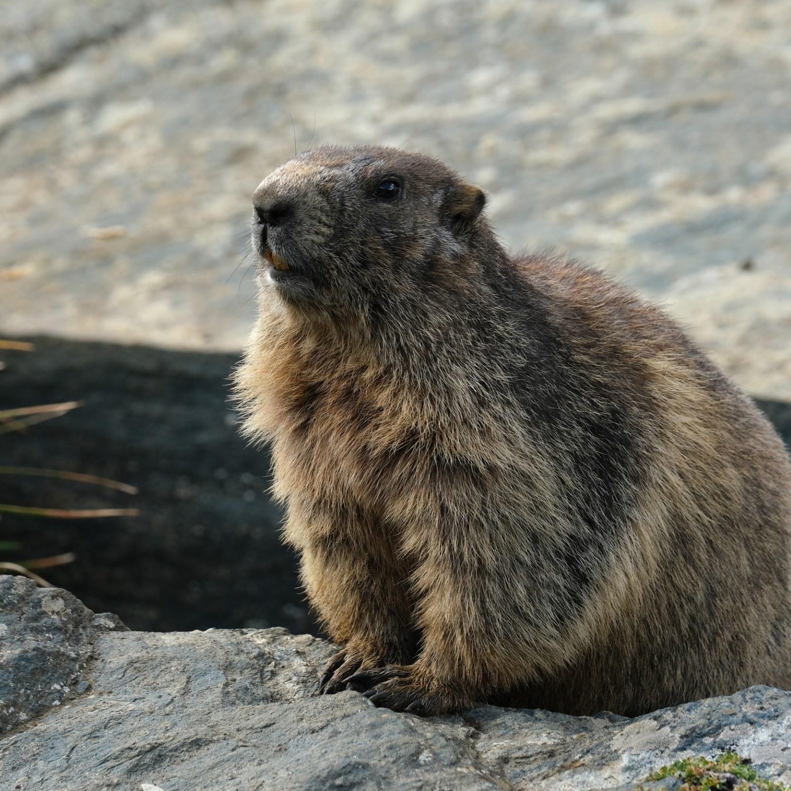 Groundhog Day 2020: Origin and History of How the Rodent