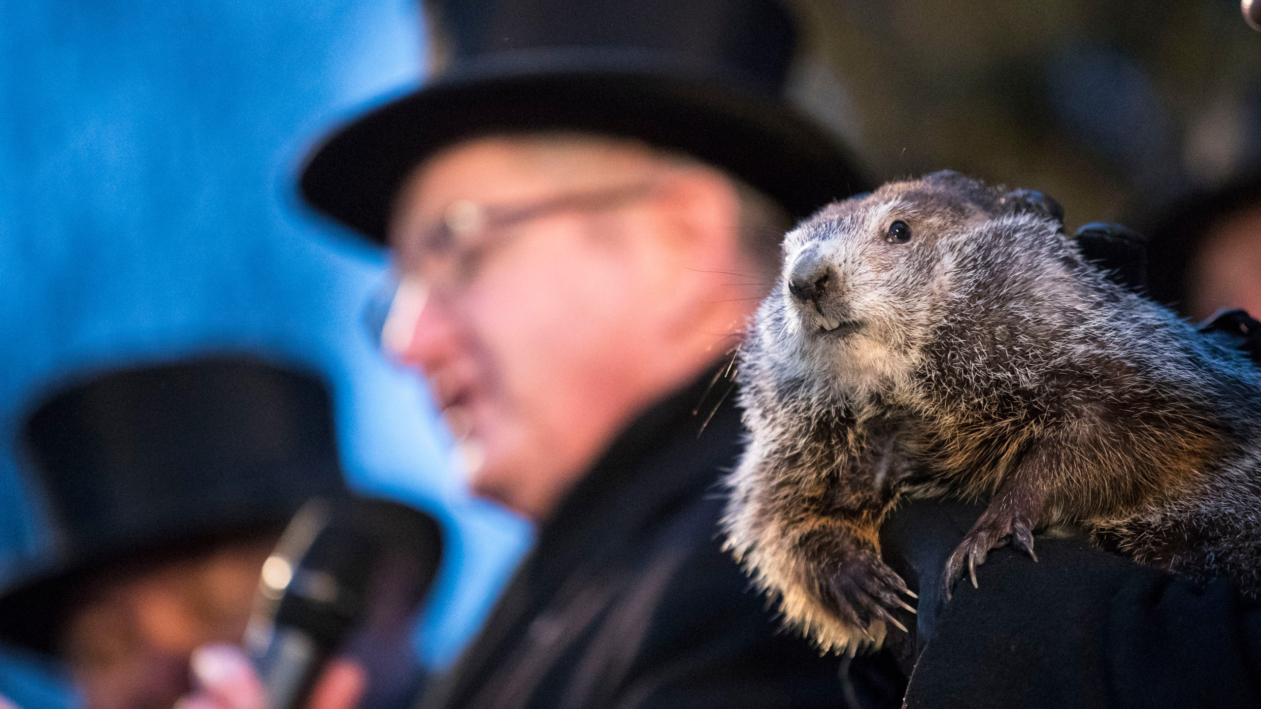 PETA: Retire Punxsutawney Phil, use animatronic groundhog