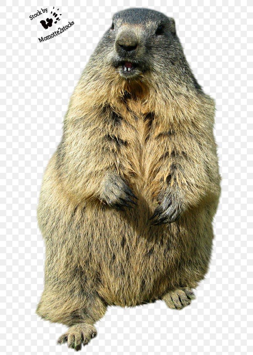 Groundhog Day Punxsutawney Desktop Wallpaper Funny Animal