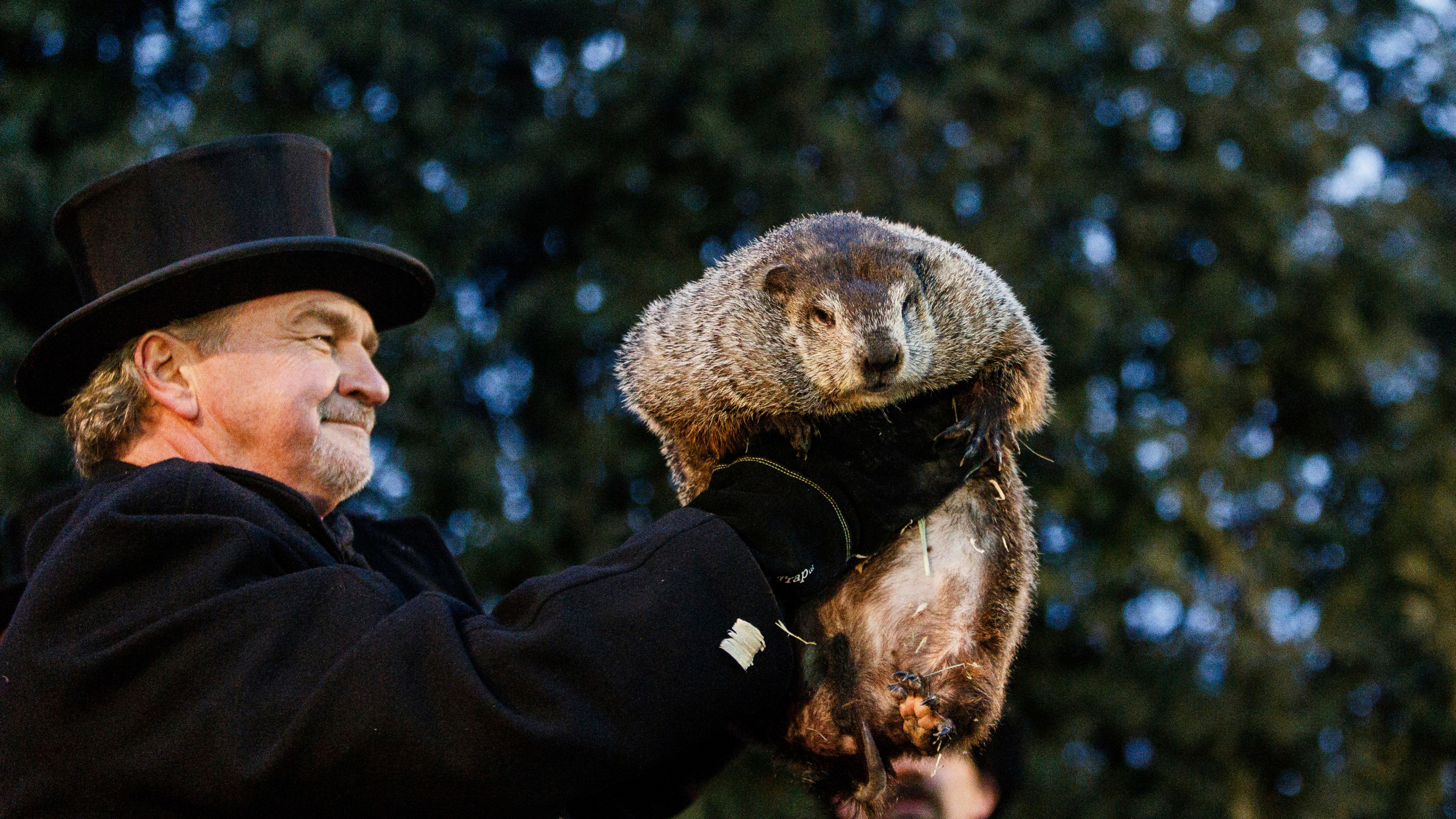 Punxsutawney Phil predicts an early spring on Groundhog Day