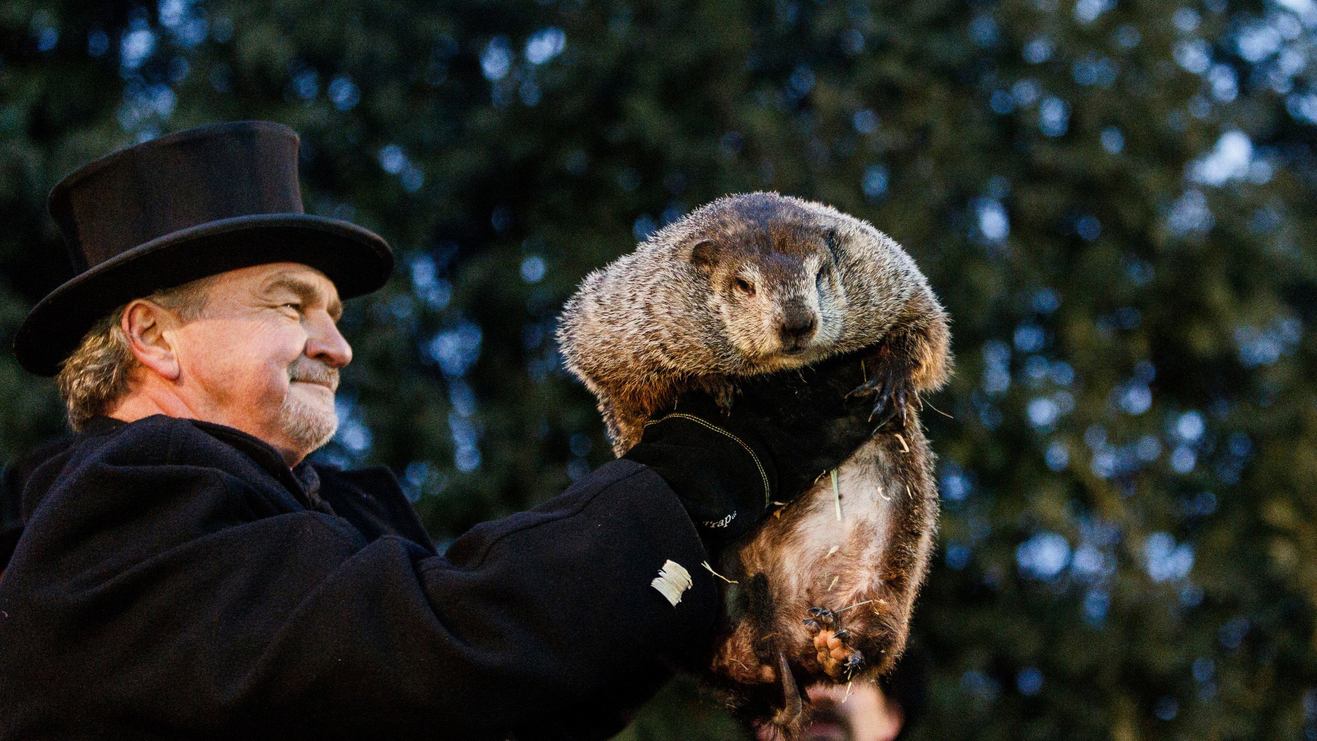 День сурка сколько. Punxsutawney Phil. Сурок Панксатони Фил. Сурок Фил из Панксатони. Сурок Фил 2023.