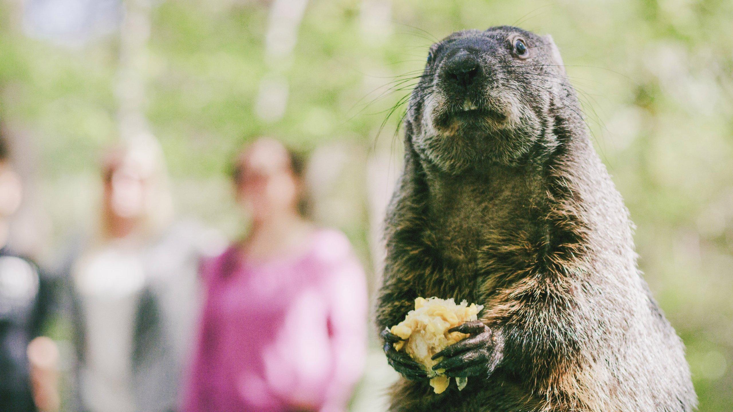 Virginia Living Museum's Chesapeake Chuck to make Groundhog