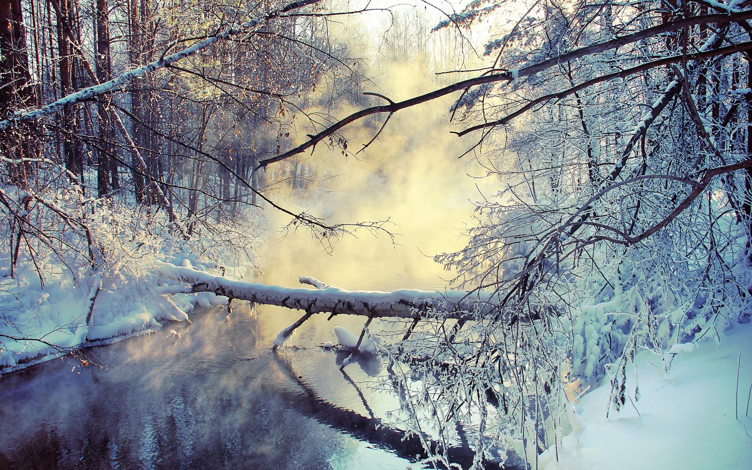 Download wallpaper 2560x1600 winter, lake, tree, snow, steam