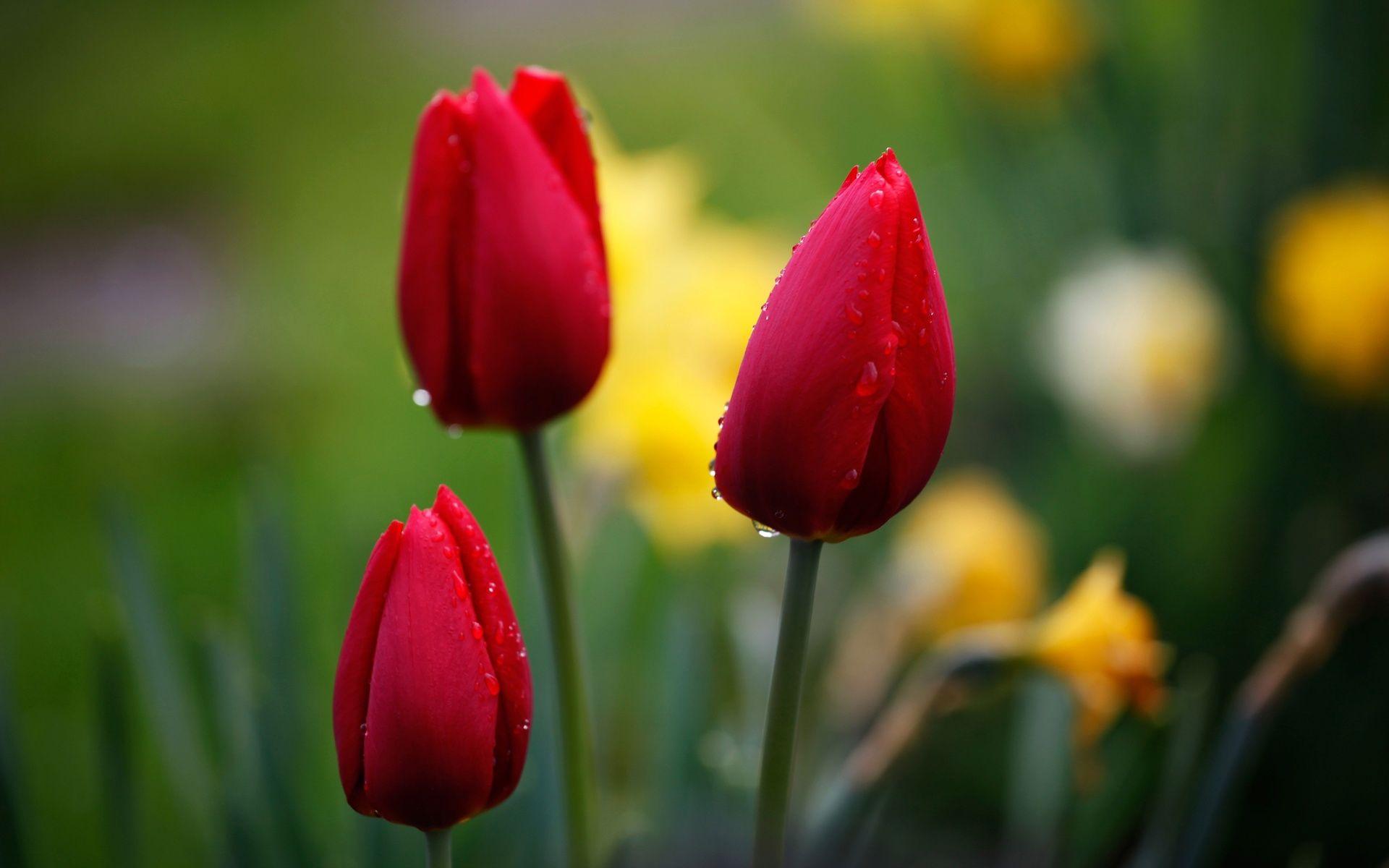 Red tulips Wallpaper. Wallpaper nature flowers, Red