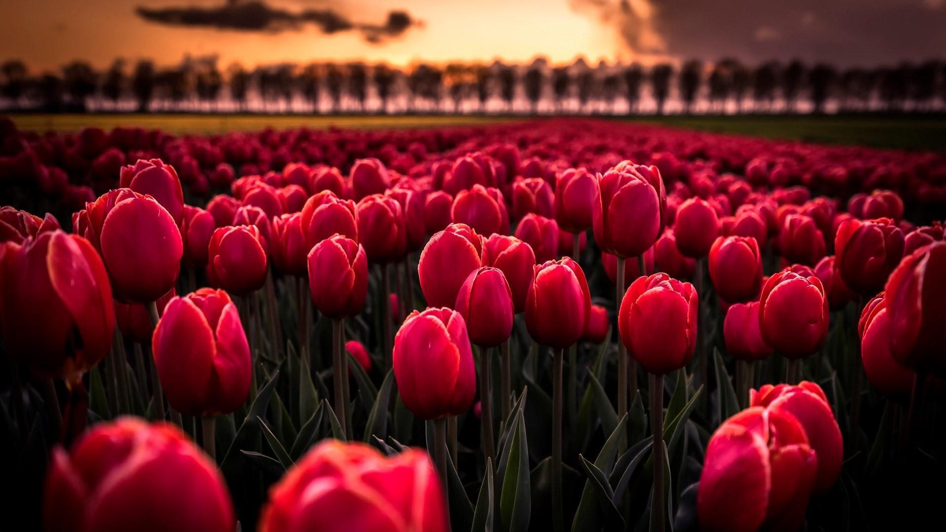 Red Tulips Wallpapers Wallpaper Cave