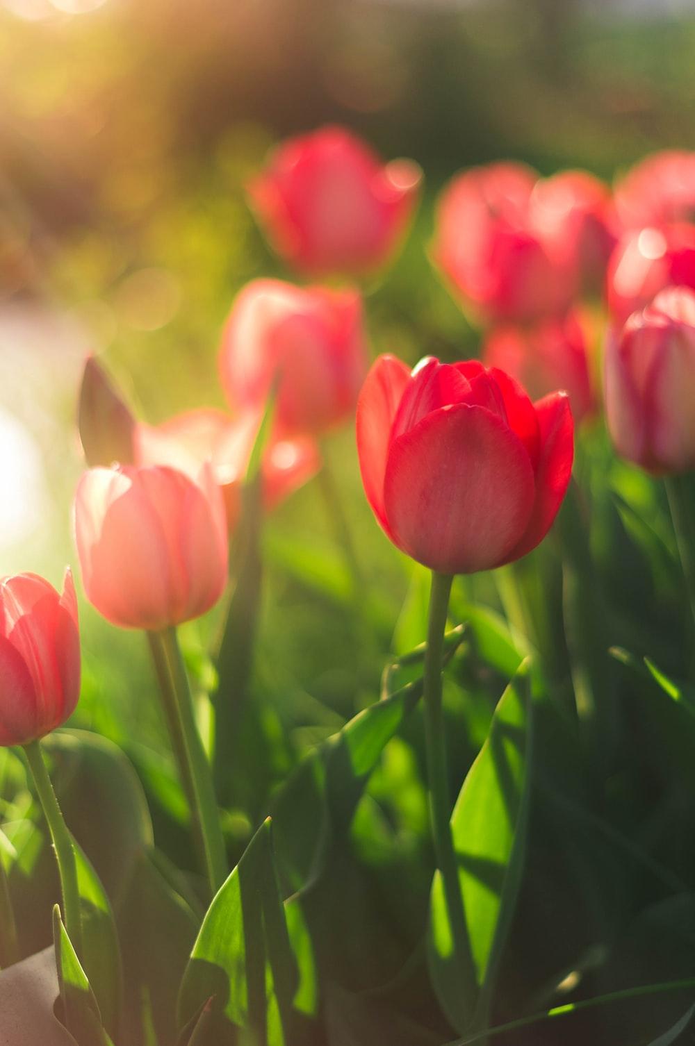 Tulip Picture [HD]. Download Free Image
