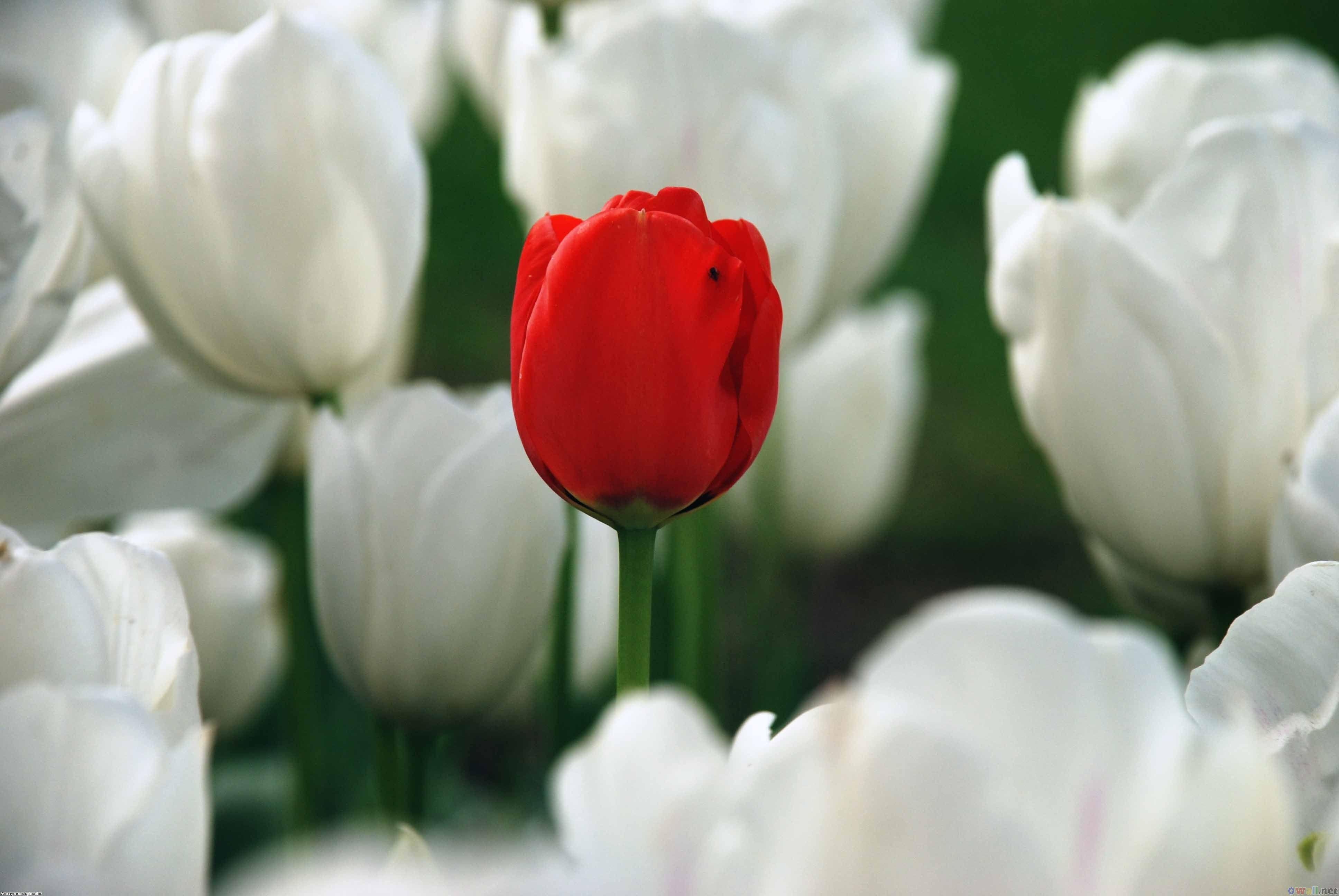 Background For > Red And White Tulips Wallpaper. Red