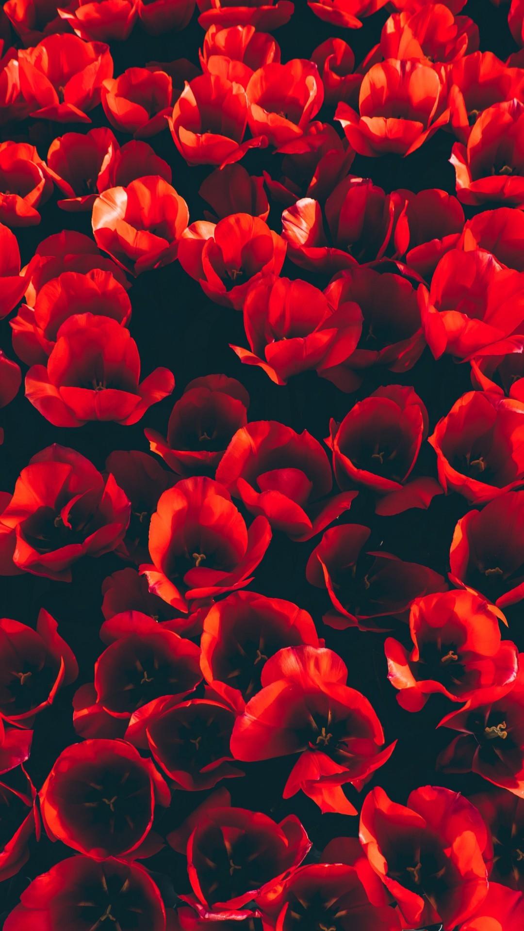 iPhone Red Tulips Wallpaper & Background Download