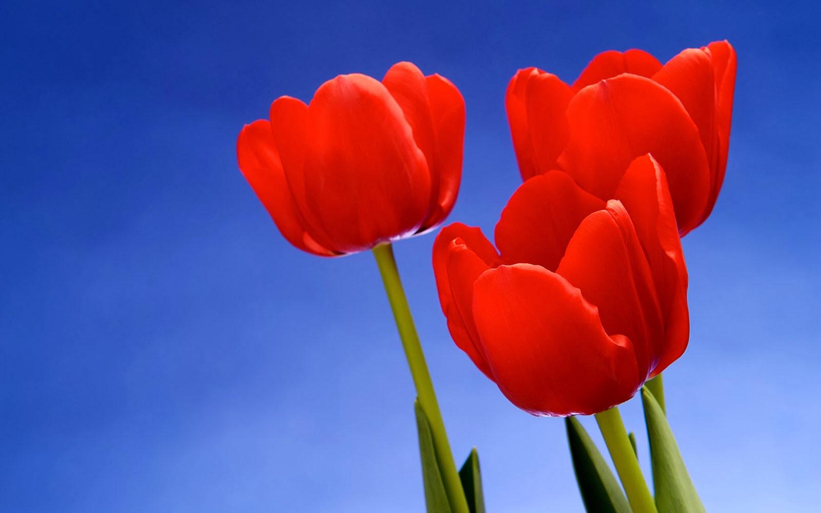 wallpaper: Red Tulips Desktop Wallpaper