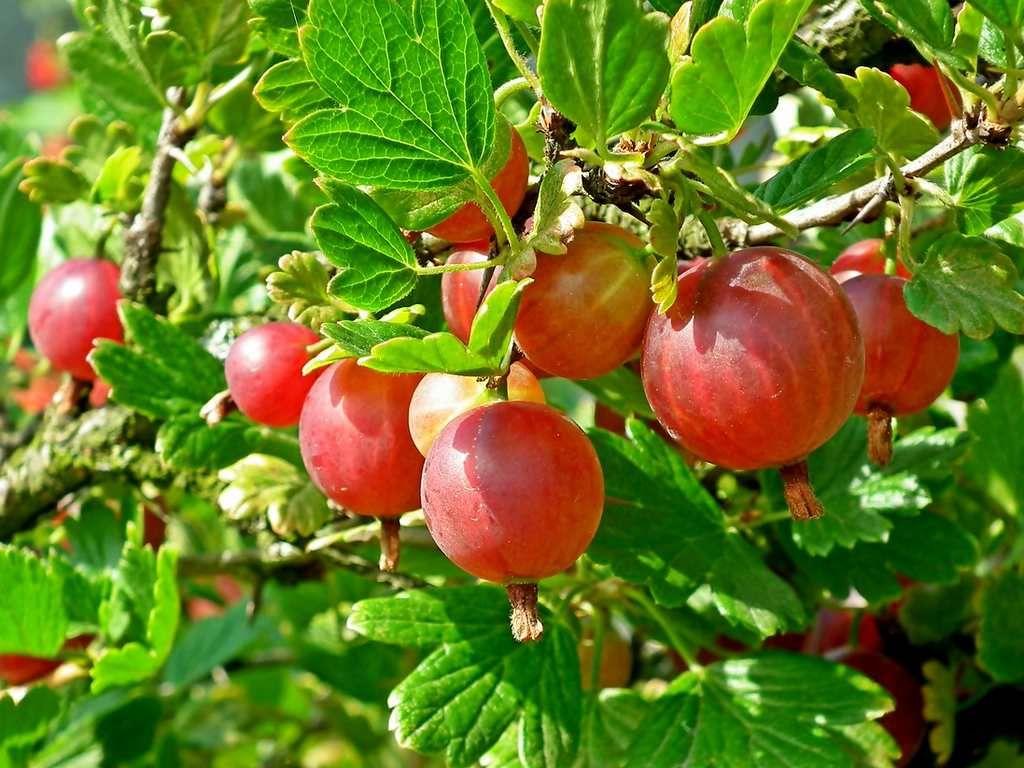 Gooseberry Gathering Wallpapers - Wallpaper Cave