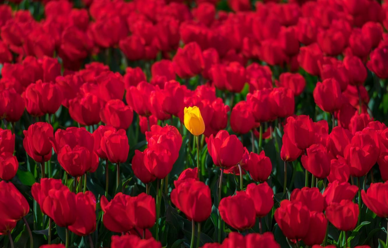 Red Tulips Wallpapers - Wallpaper Cave