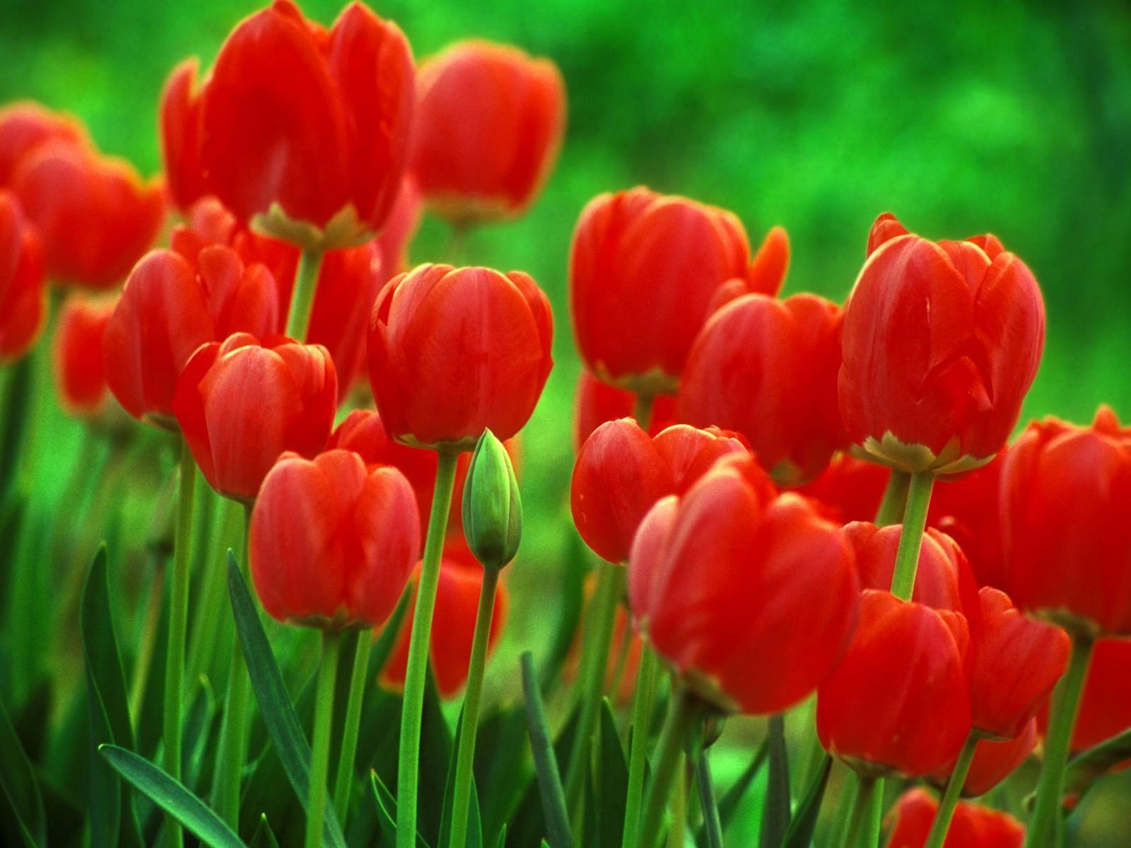 Tulip Image Desktop, Red Tulip Wallpaper