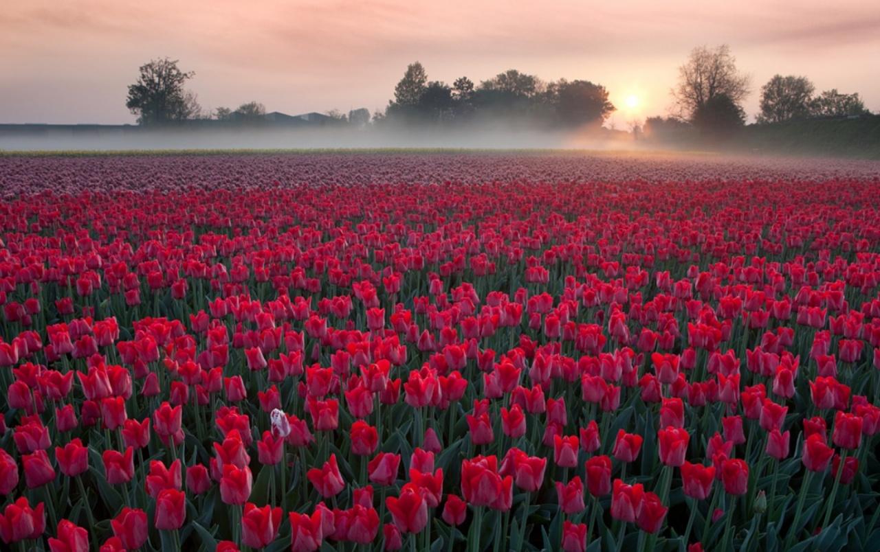 Red Tulip Field wallpaper. Red Tulip Field