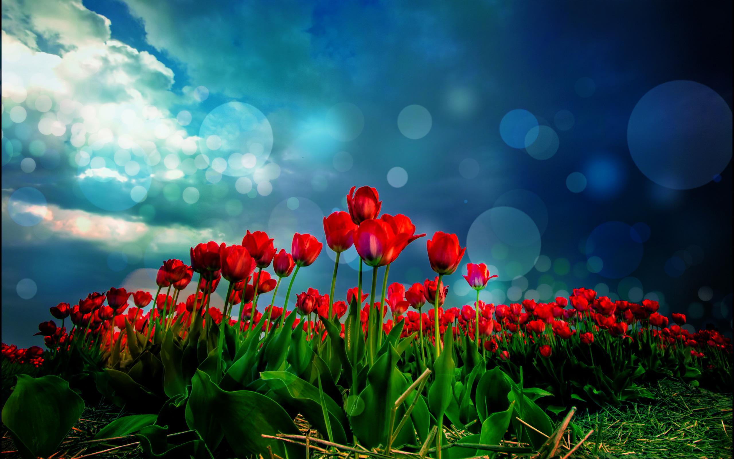 Free download Red Tulips HD Wallpaper [2560x1599]