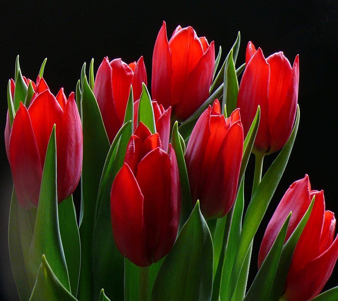 Red Tulips Wallpapers - Wallpaper Cave