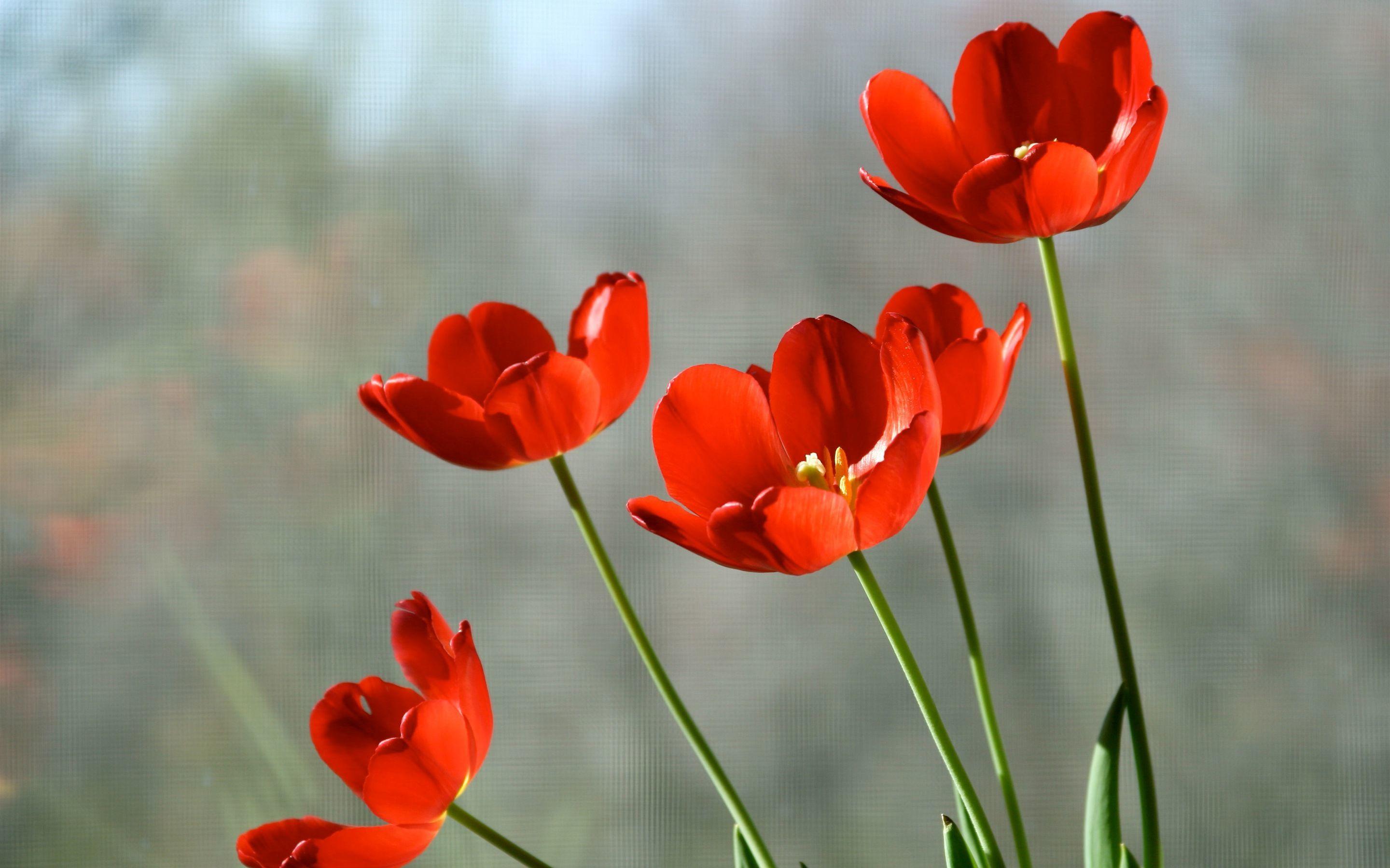 Red tulips Wallpaper