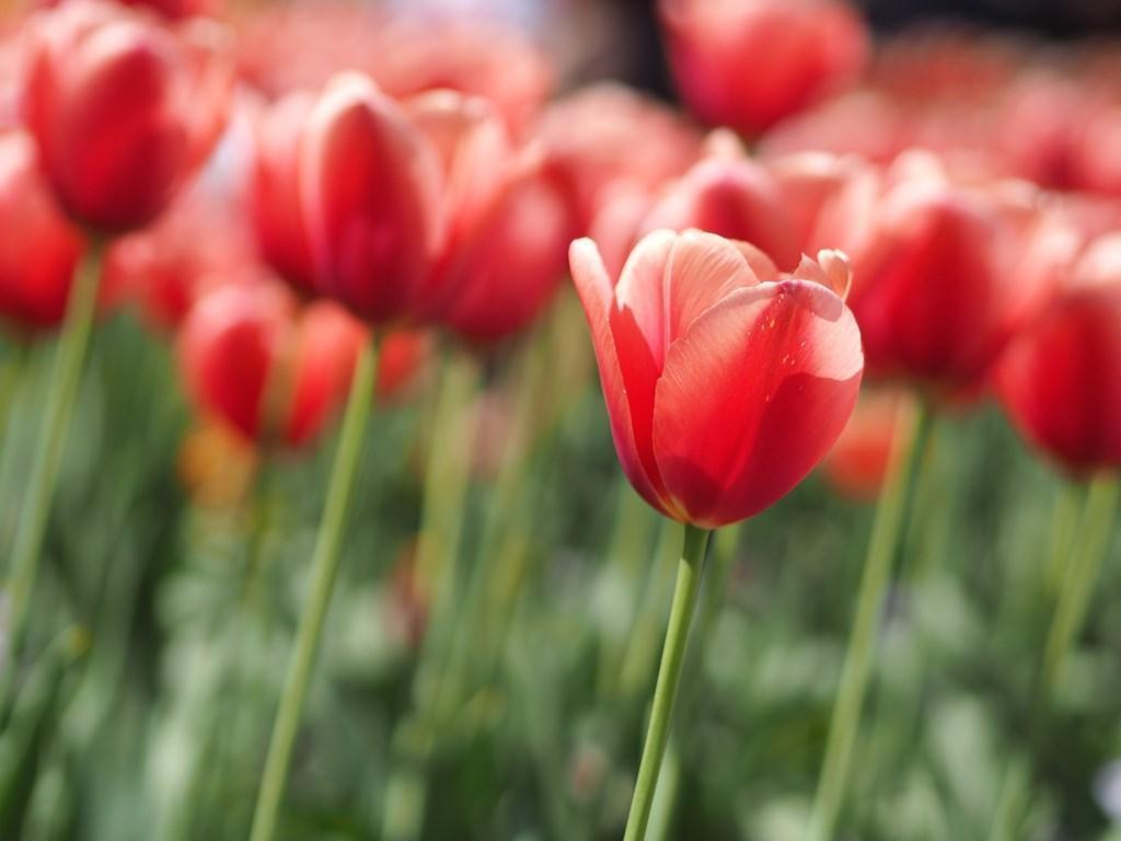 Red tulips wallpaper for Android