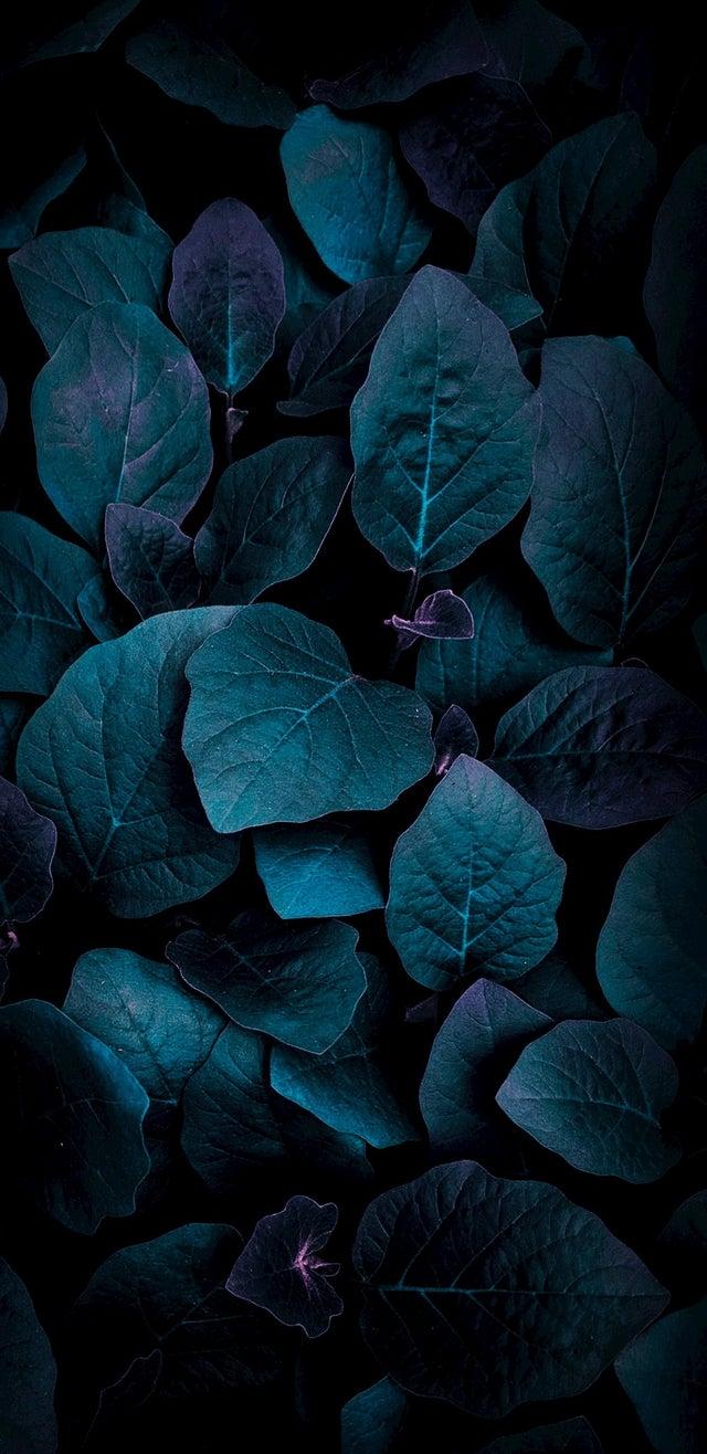 iPhone Wallpaper. Blue, Leaf, Turquoise, Plant, Flower