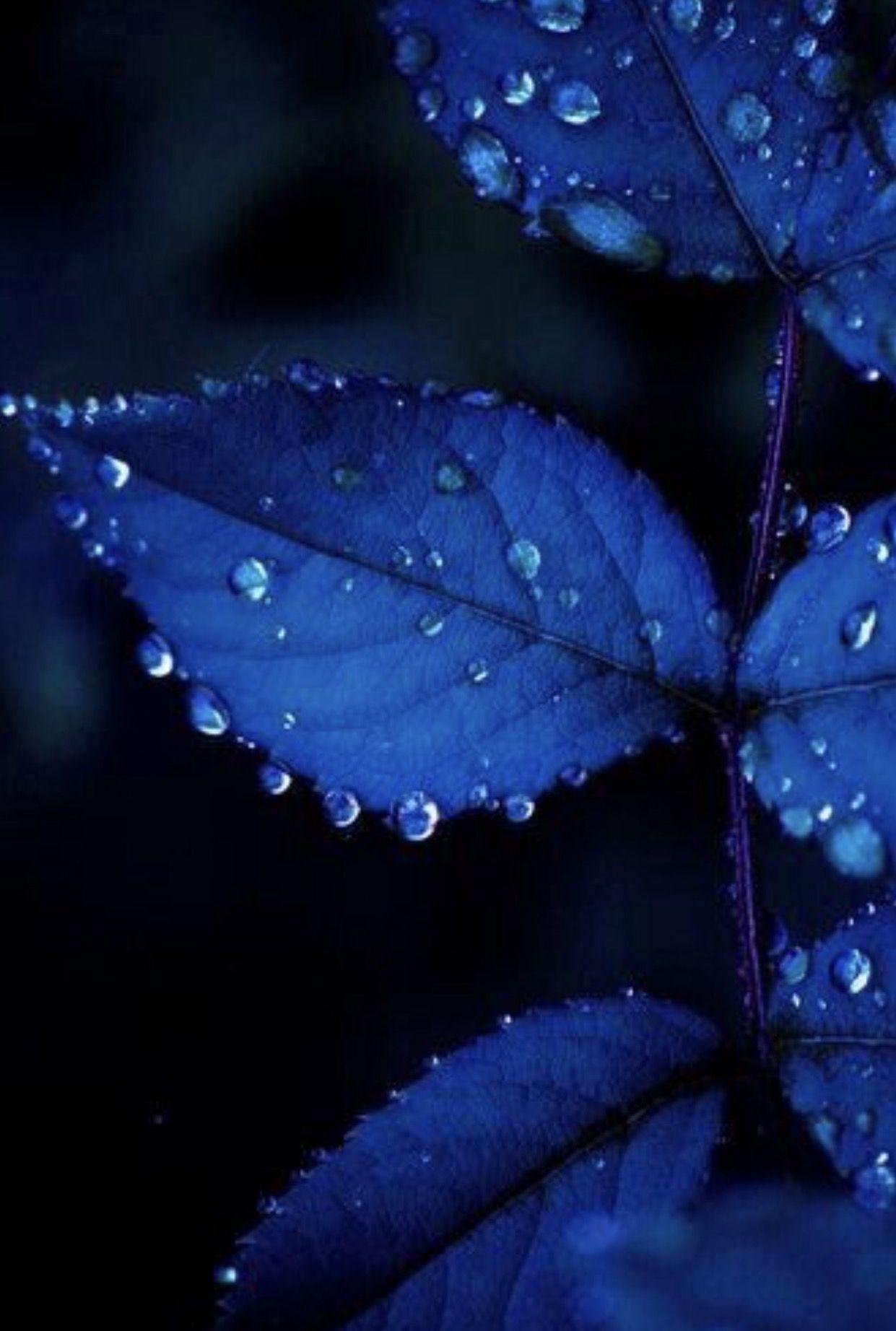 Lovely. Blue aesthetic, Blue leaves, Im blue