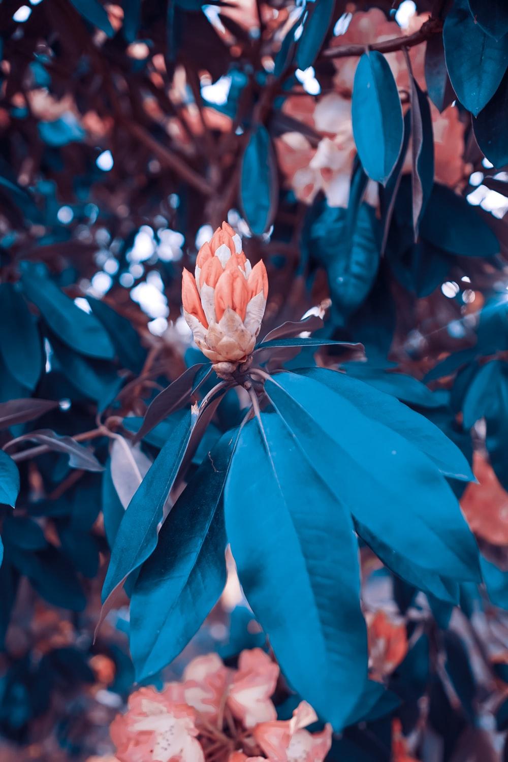 blue leaf in tree photo