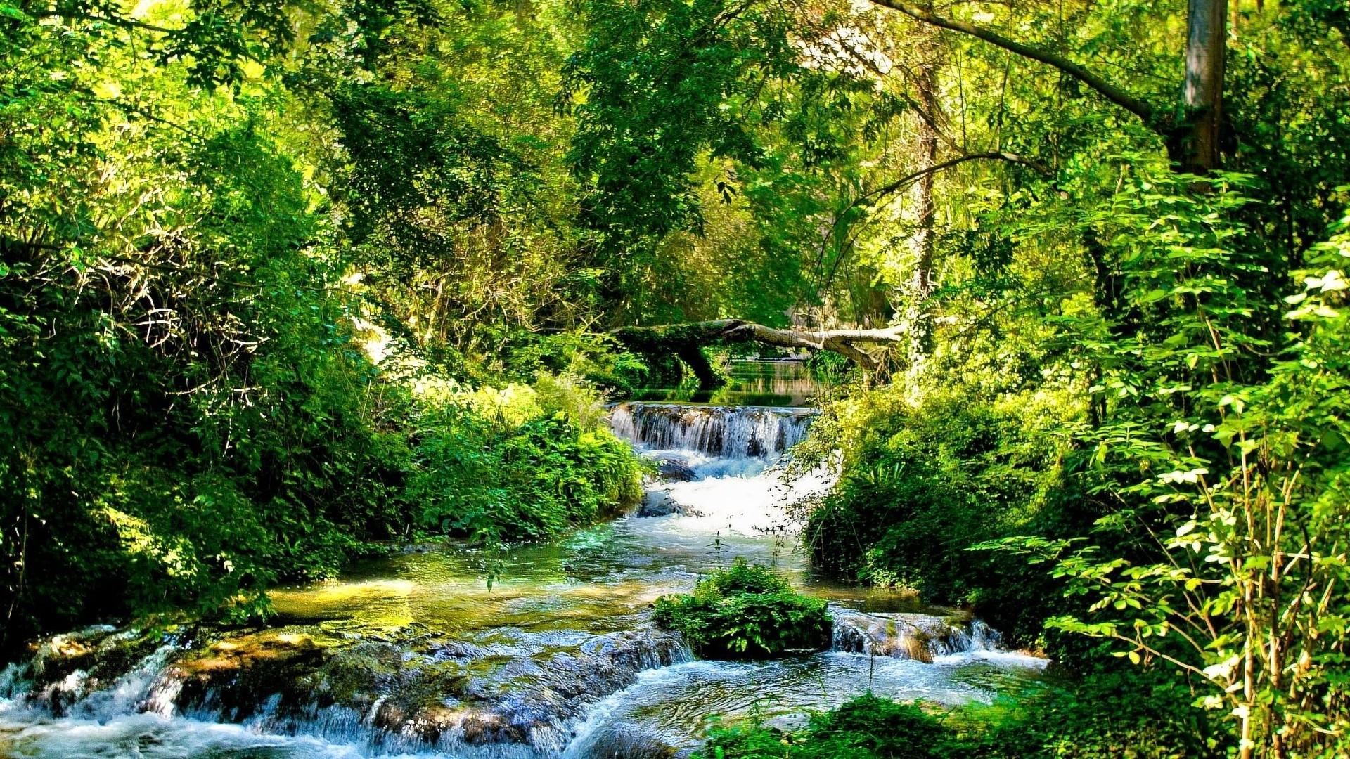 Stream, river, flows, green, forest, light, trees, sunny