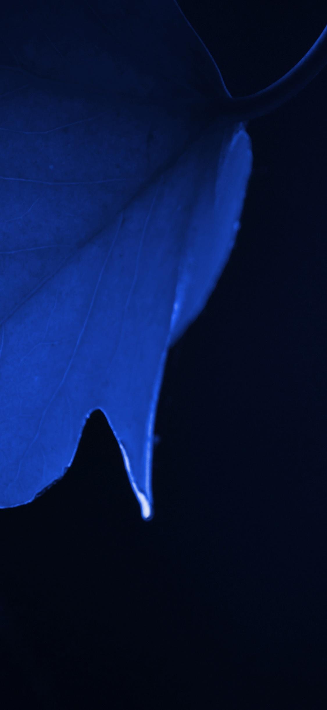Download 1125x2436 wallpaper blue leaf, macro, close up