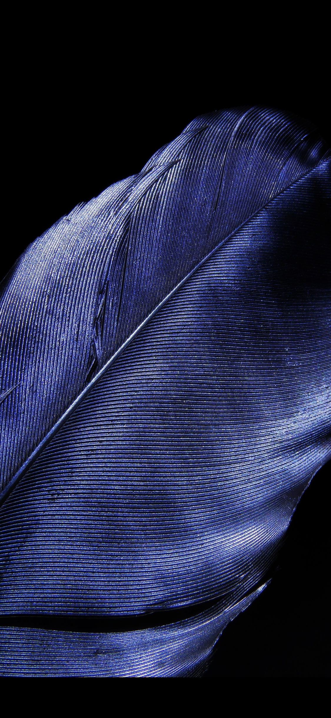 Download 1125x2436 wallpaper leaf, feather, blue, dark black