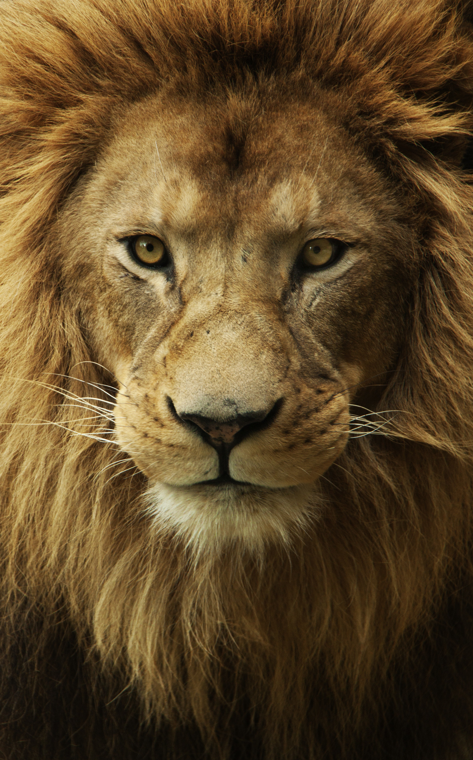 Angry Lion Face Mobile Wallpapers - Wallpaper Cave