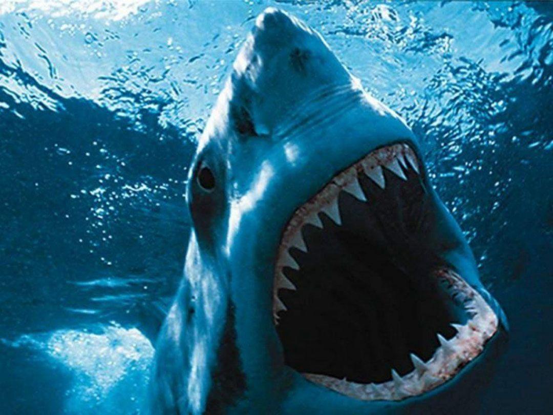 Cool Shark, iPhone, Desktop HD Background