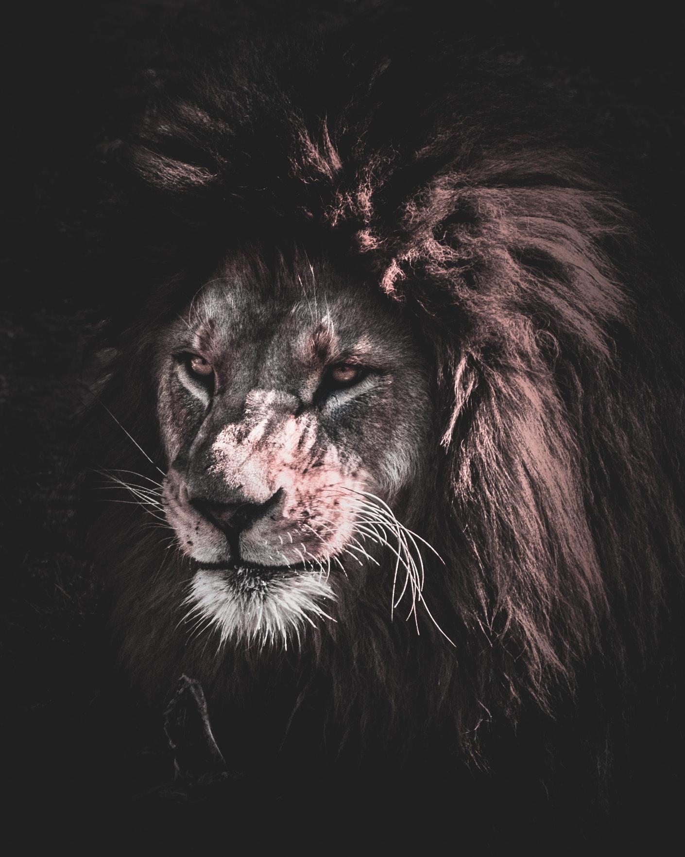 Lion Head · Free