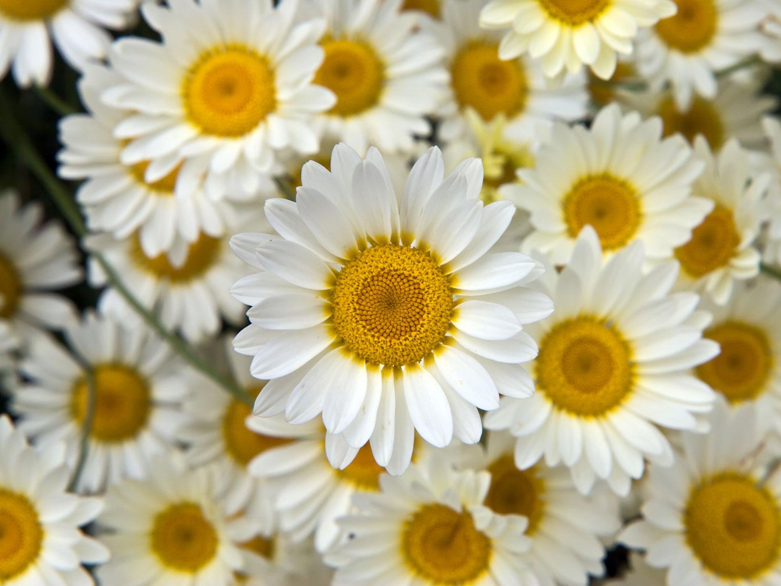 Download Flower Background Tumblr Wallpaper And Yellow