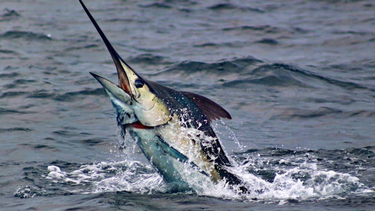 Fishing Marlin Fish Animals Sea Water Sport Wallpaperx1080