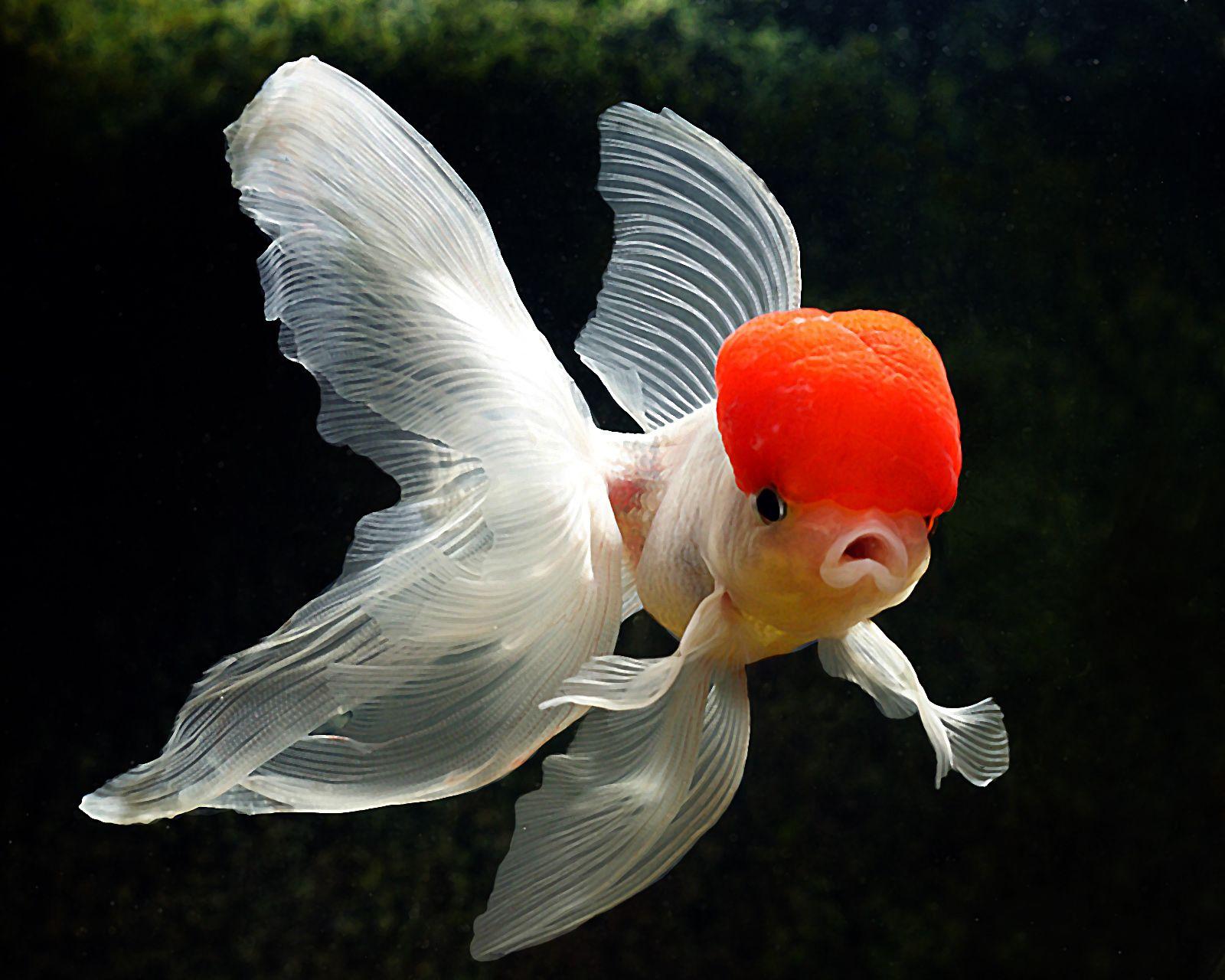 fancy goldfish varities.. and prominent distinguishing