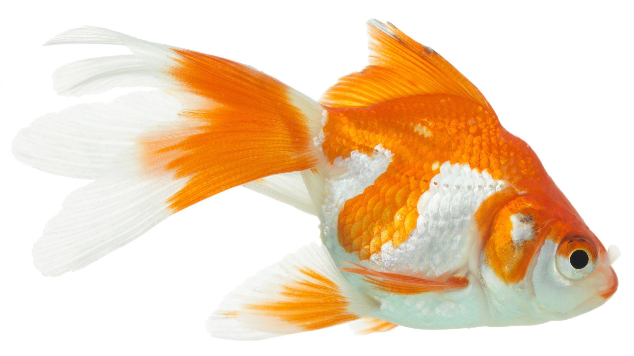 Showing results for Goldfish Image High Resolution