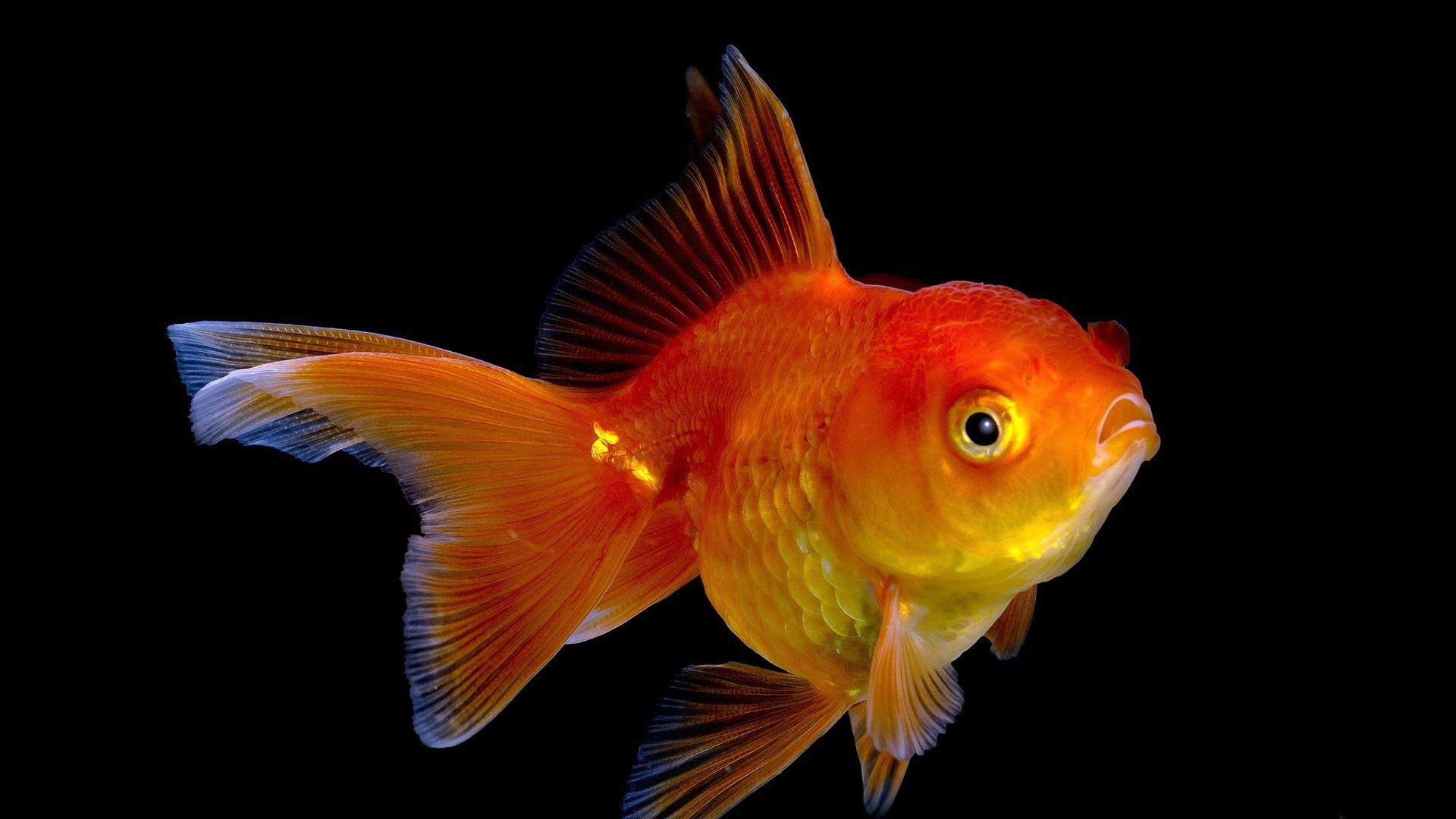 Gold Fish Wallpaper