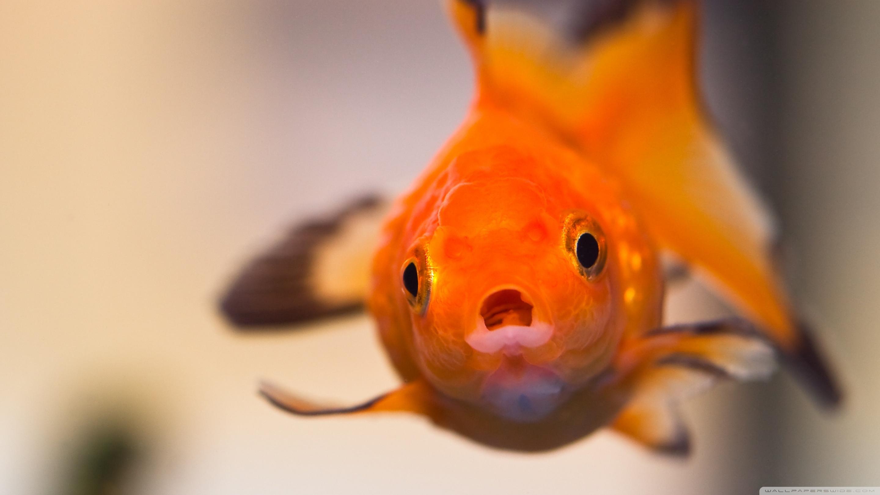 Goldfish Worried Face Ultra HD Desktop Background Wallpaper