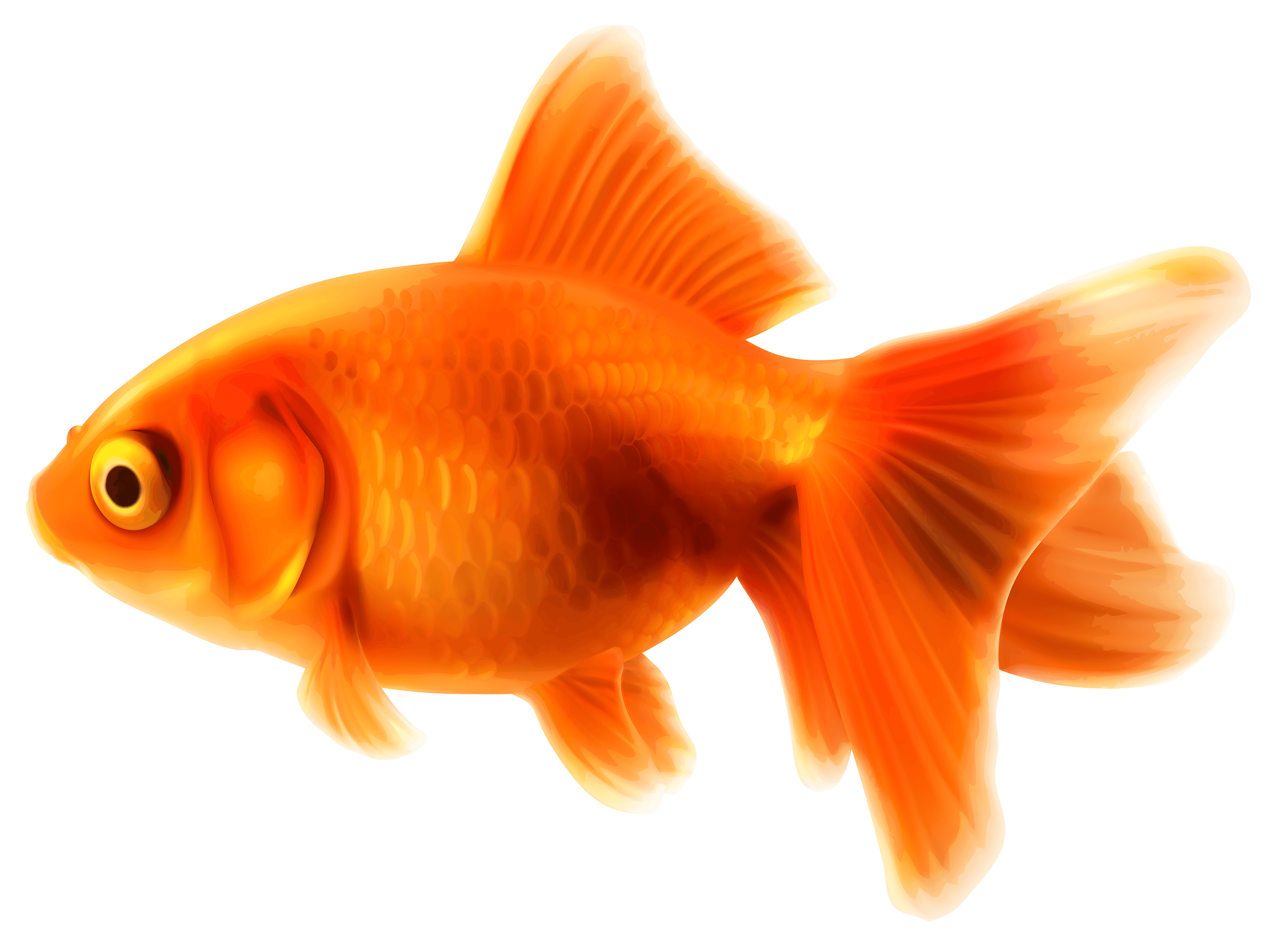 Most viewed Goldfish wallpaperK Wallpaper