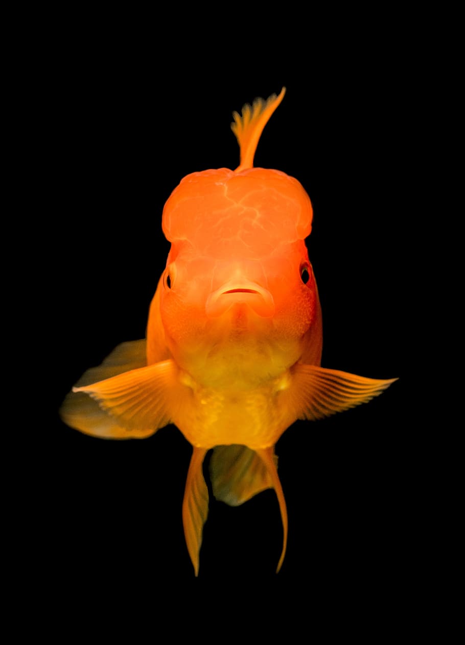 HD wallpaper: gold fish, fish portrait, pet fish, fish