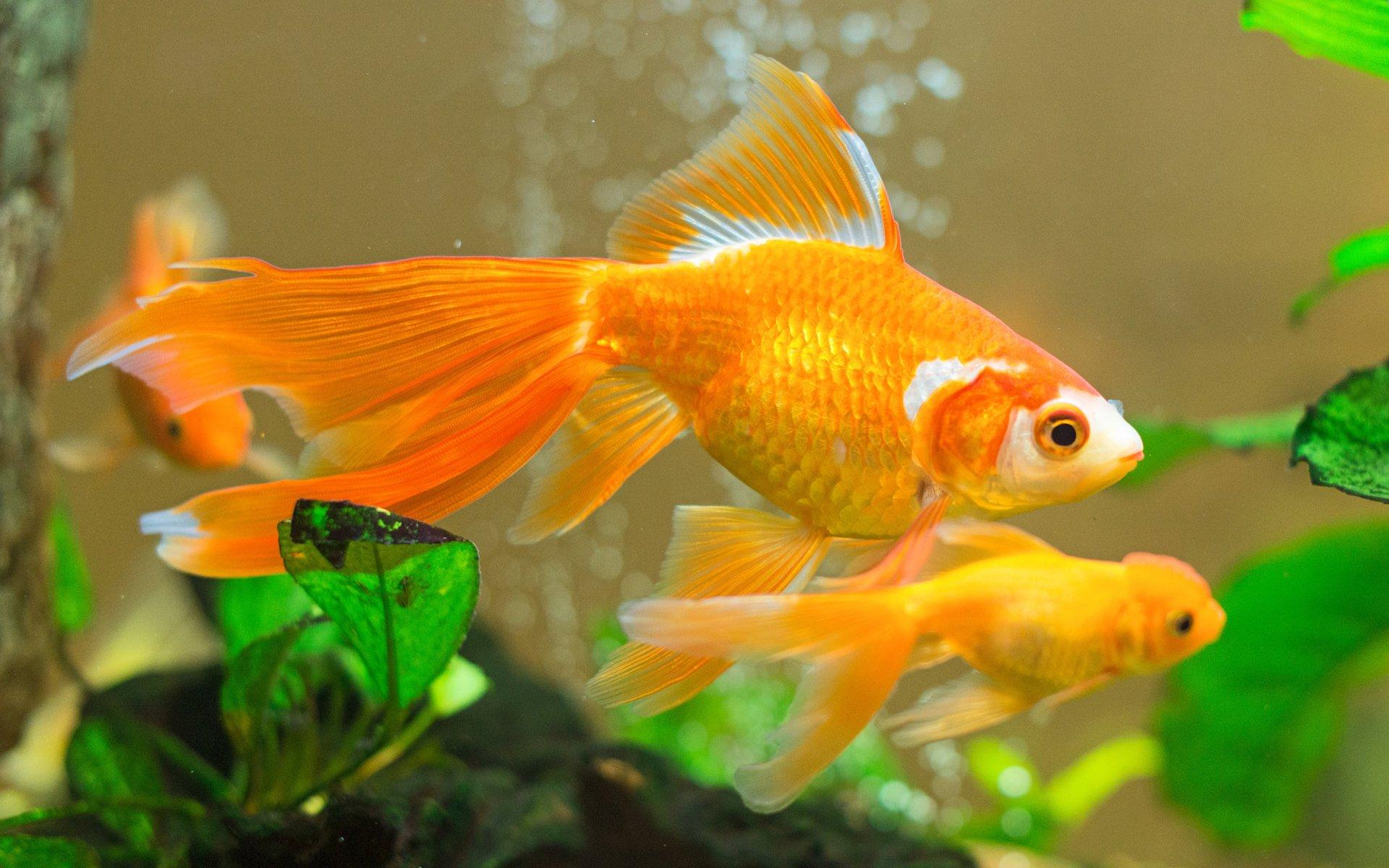 Goldfish HD Wallpaper