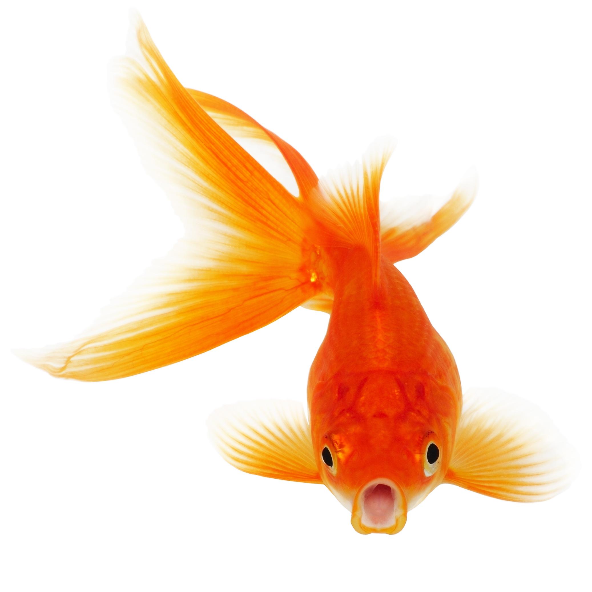 Top HD Goldfish Wallpaper. Animals HD.04 KB