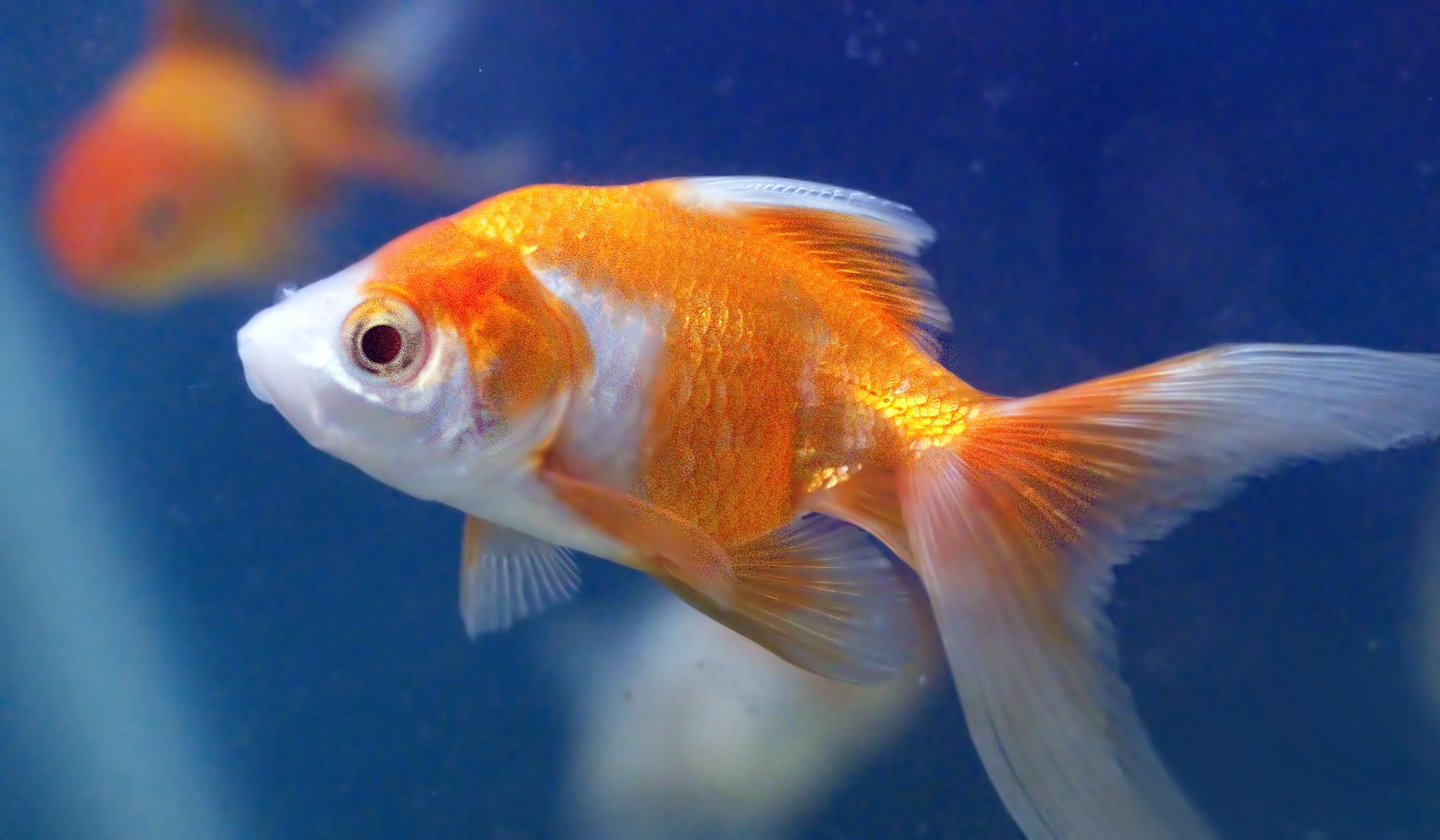 Close up photo of orange and white gold fish, goldfish