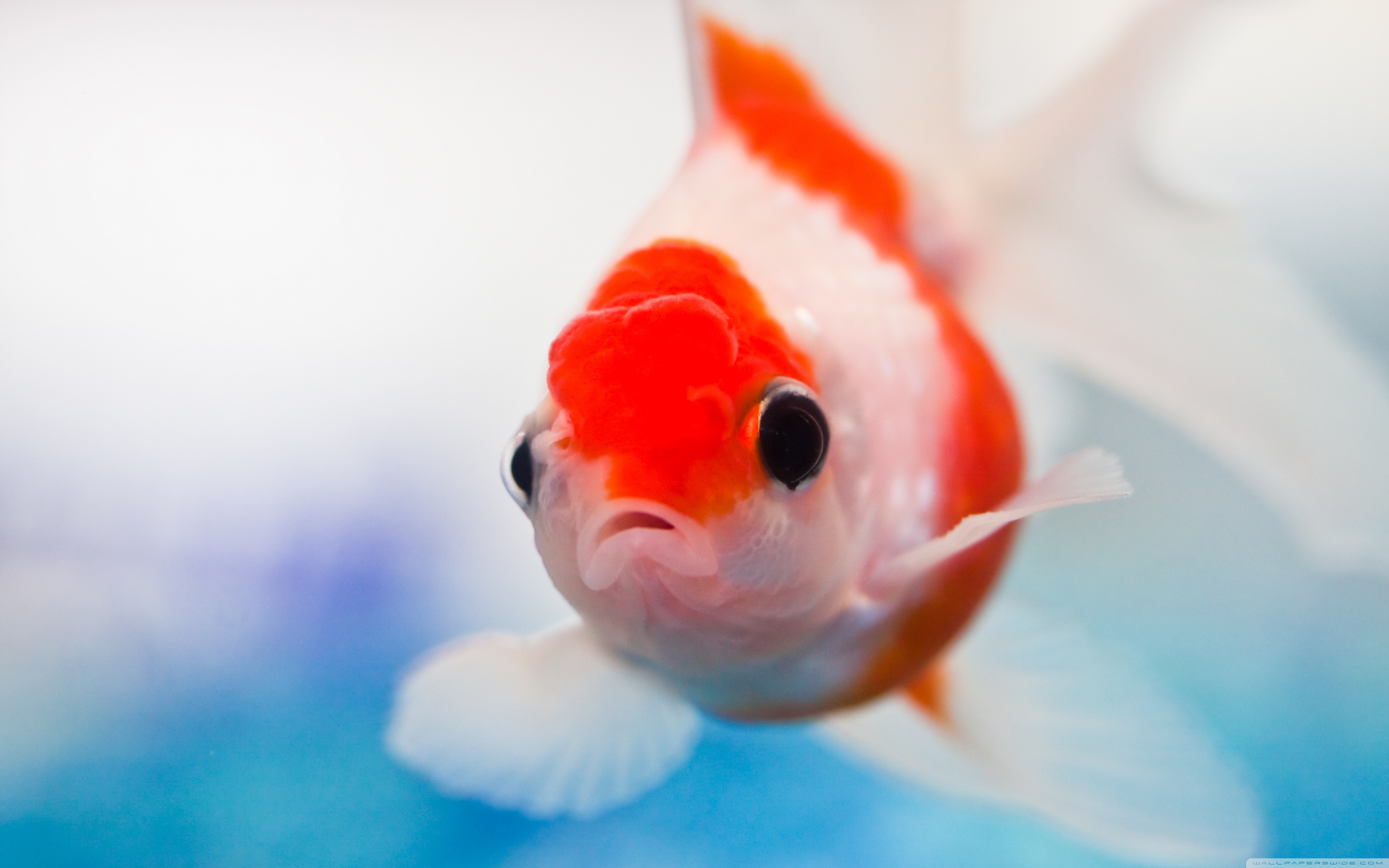 Download Goldfish Aquarium HD Wallpaper