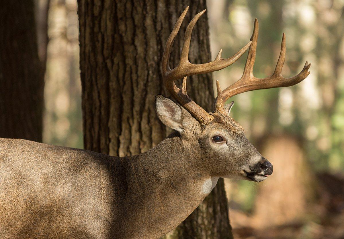 Why Your Target Buck Disappeared