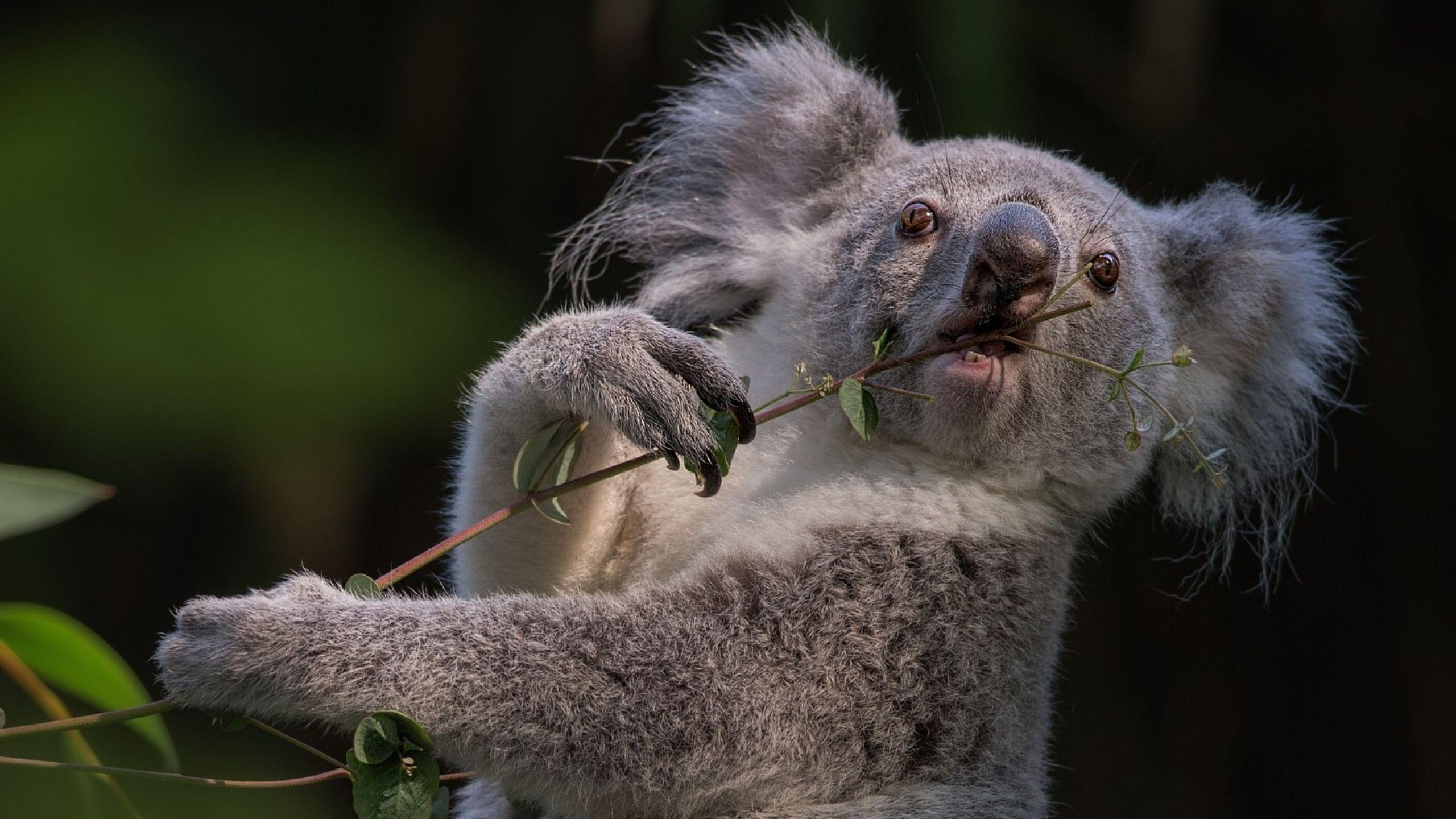Koala Desktop Wallpaper. Animals, Animal wallpaper, Funny