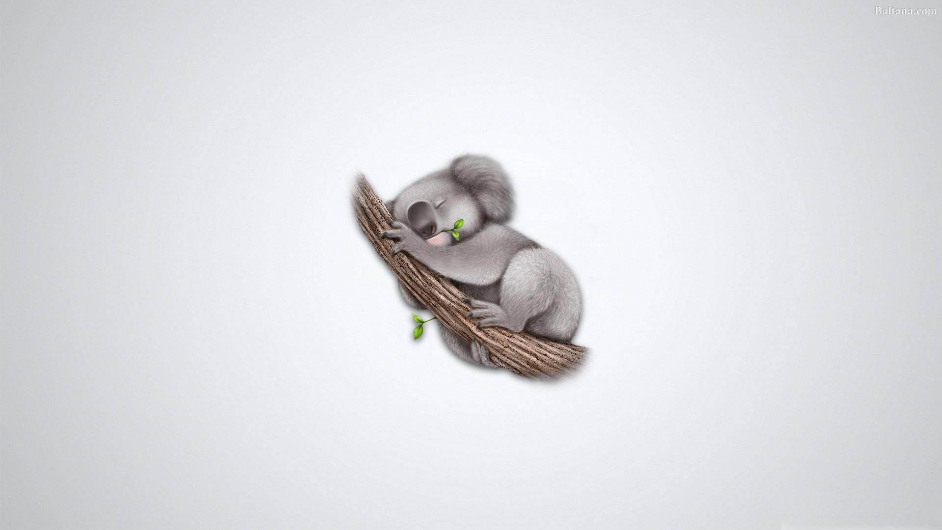 Koala HD Desktop Wallpaper 30667