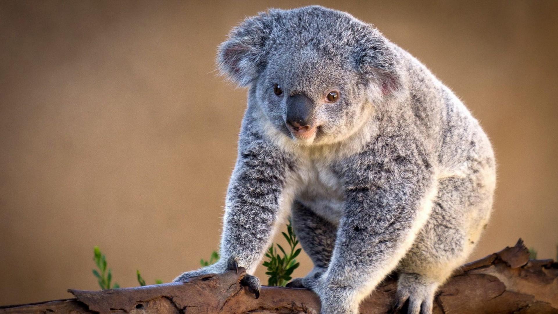 Koala Desktop Background
