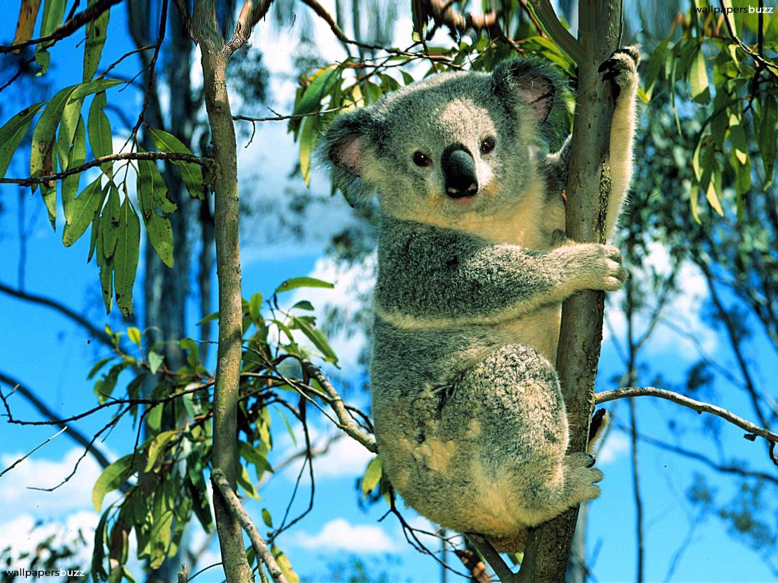Koala bear climbing a tree HD Wallpaper